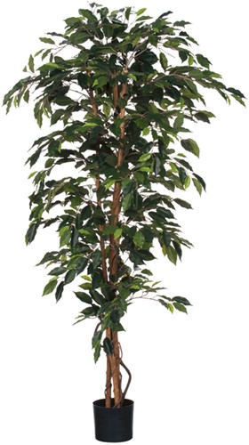 Kunstplant Mica Ficus in plastic pot 180x100cm